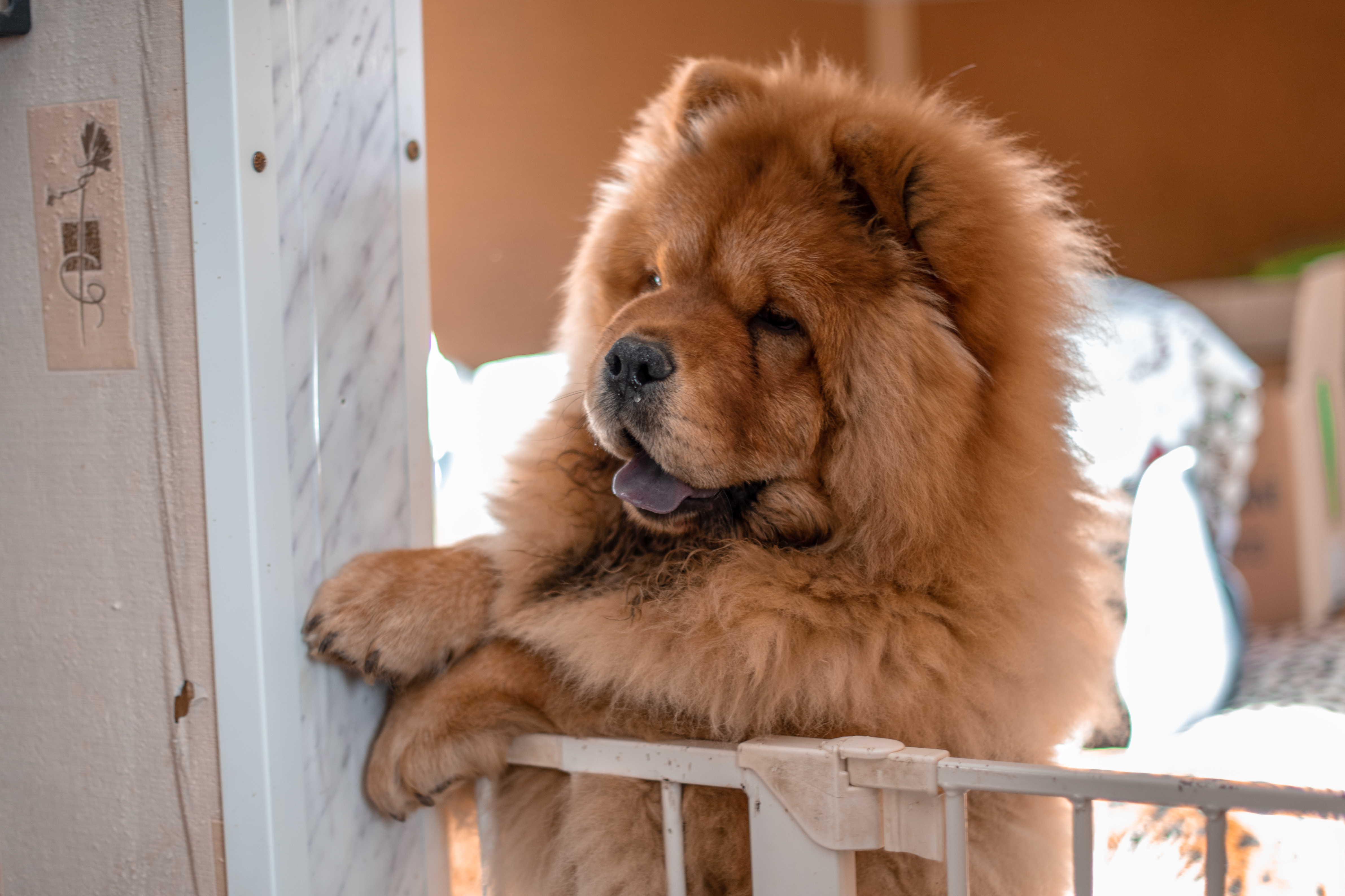 Клото Ефимия 6 месяцев