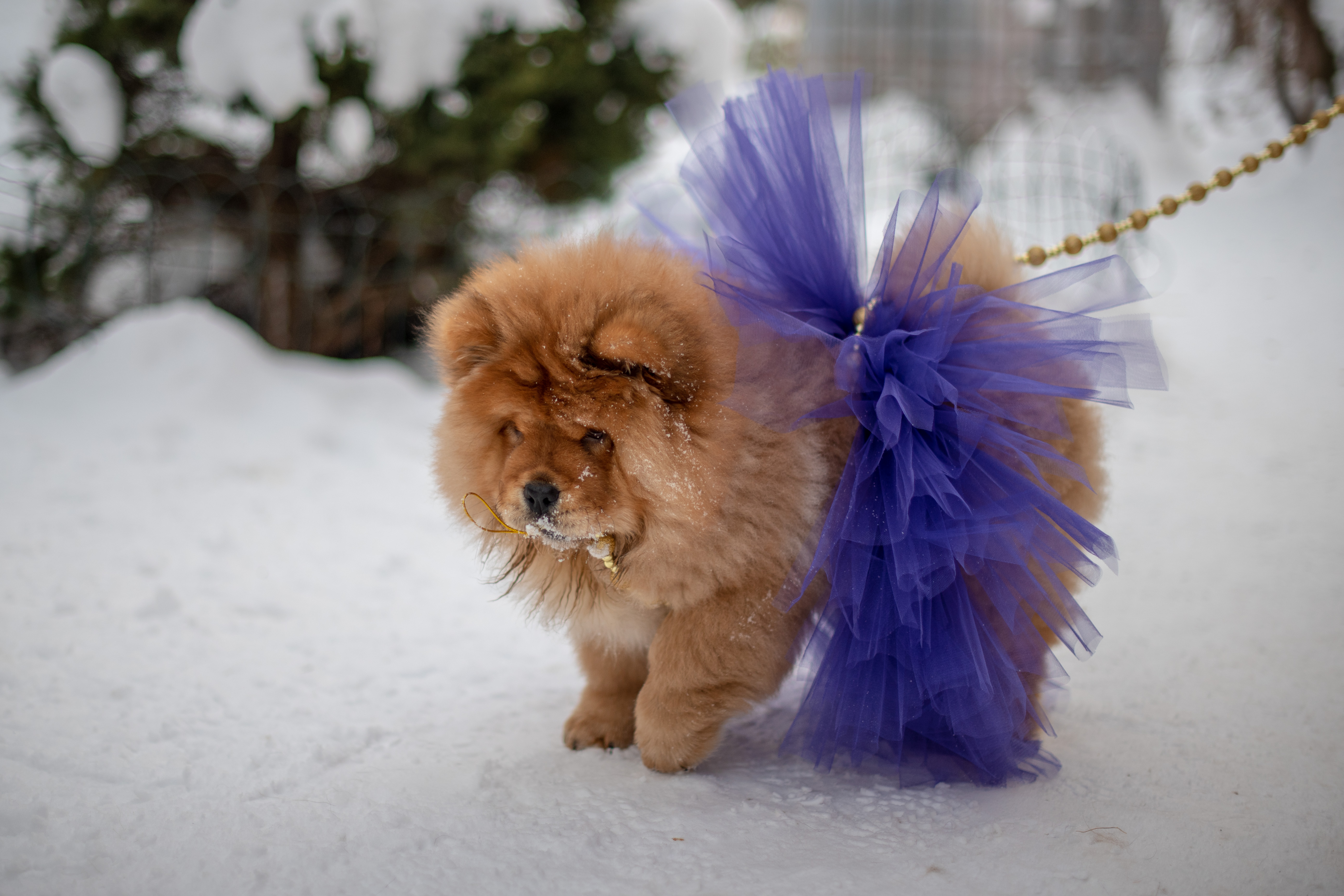 Клото Ефимия