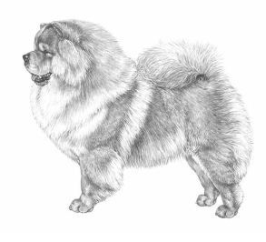 Стандарт FCI №205 чау-чау