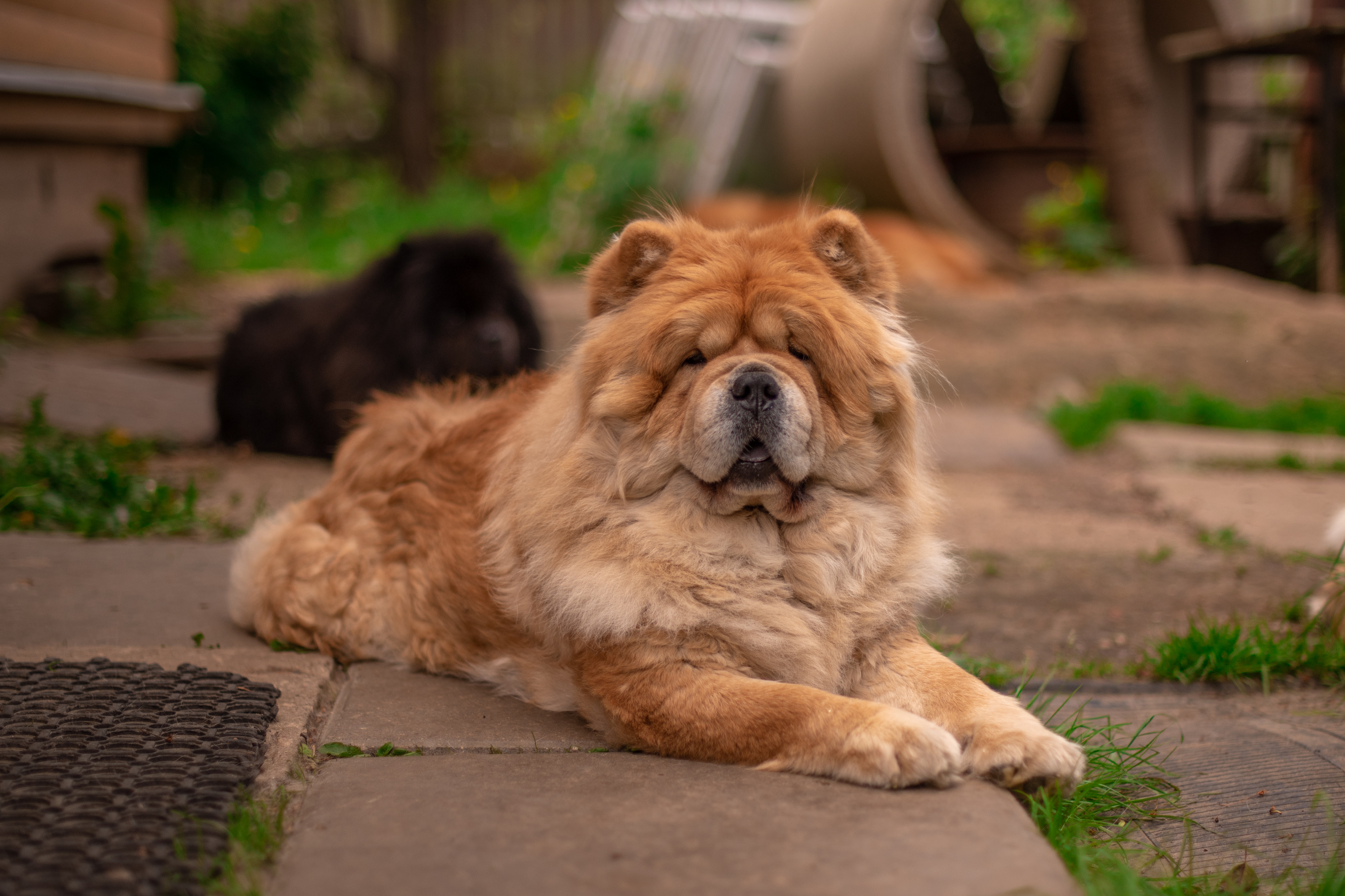 Клото Глориоза