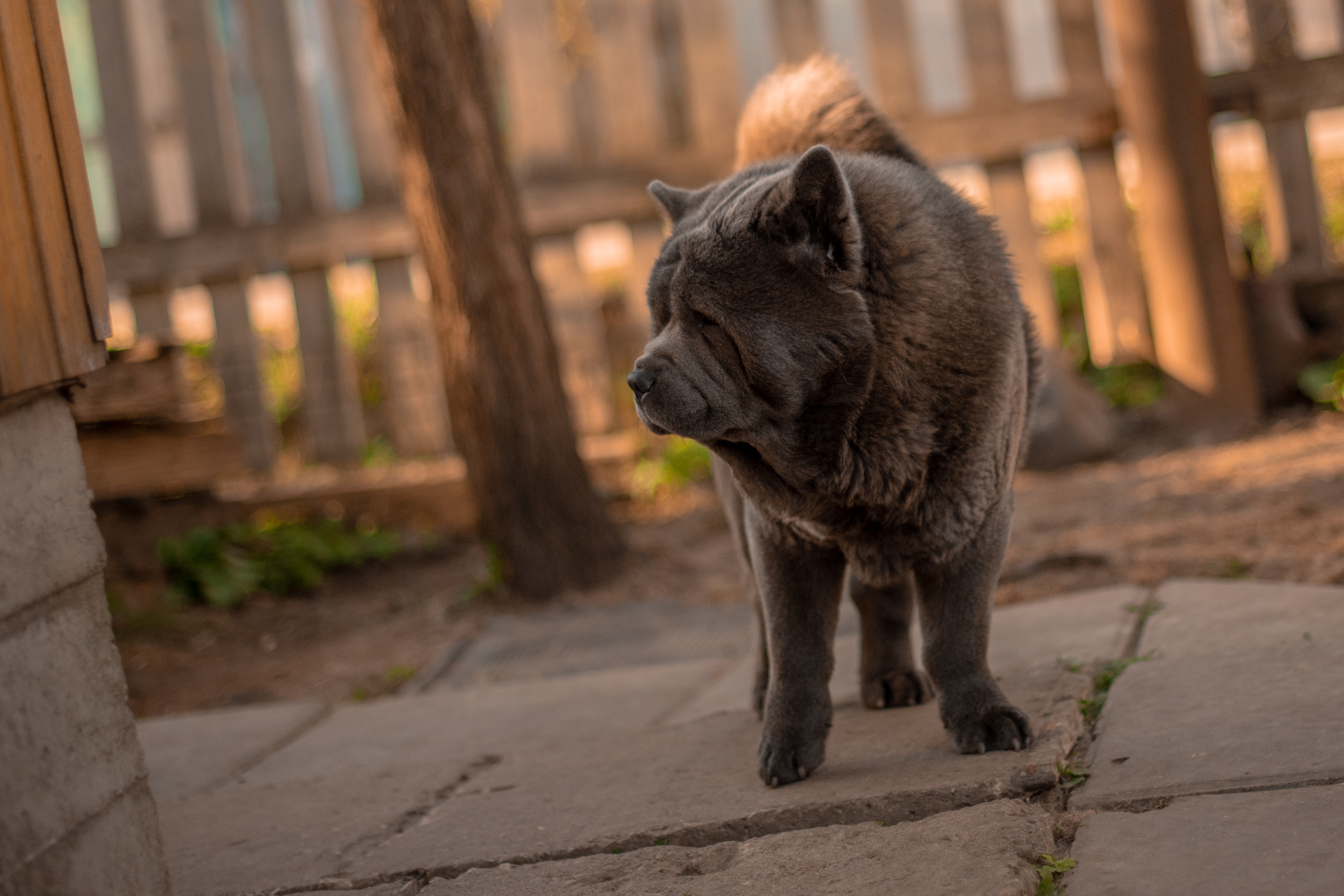 Клото Донна Дива 17 месяцев