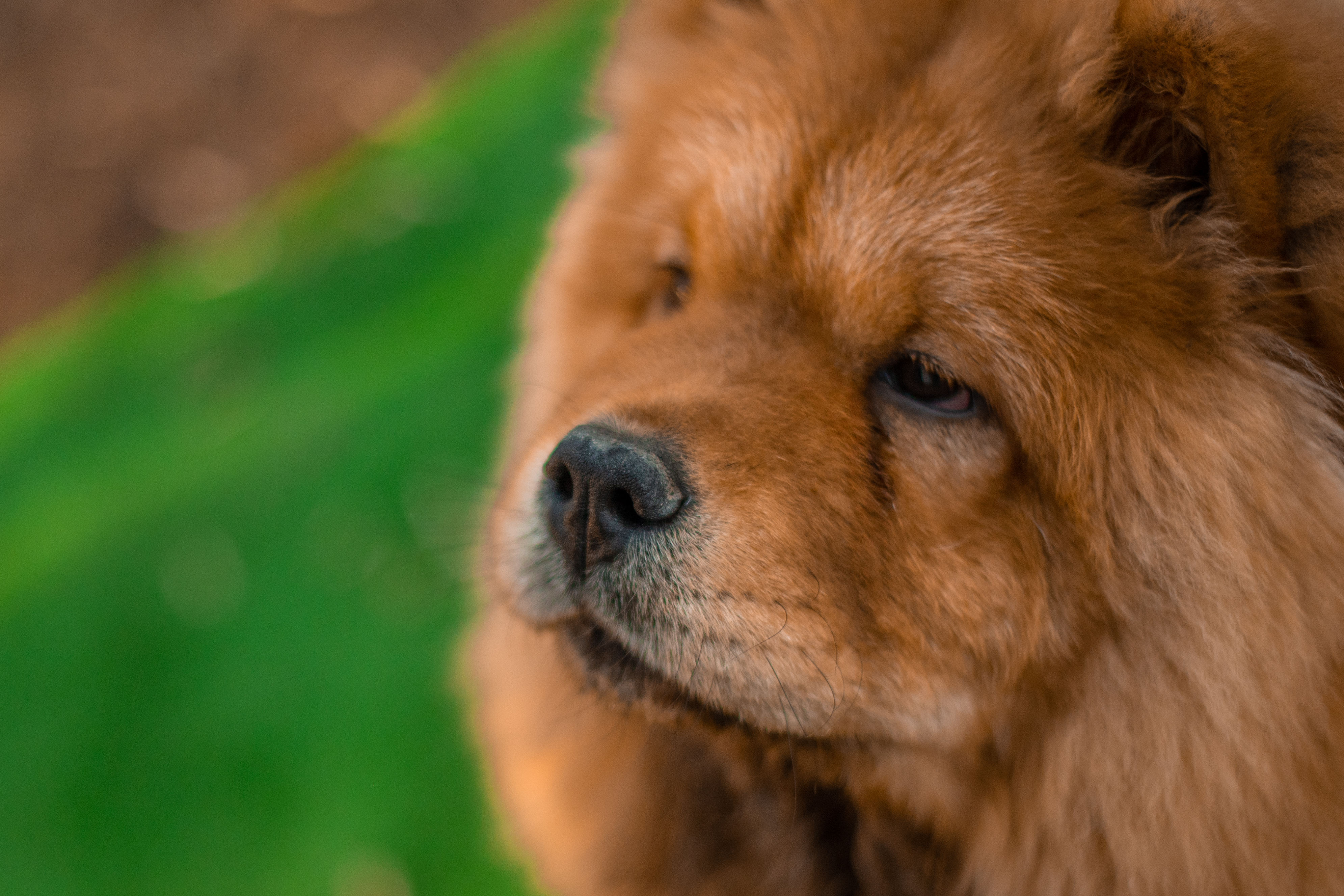 Клото Ефимия 6 месяцев