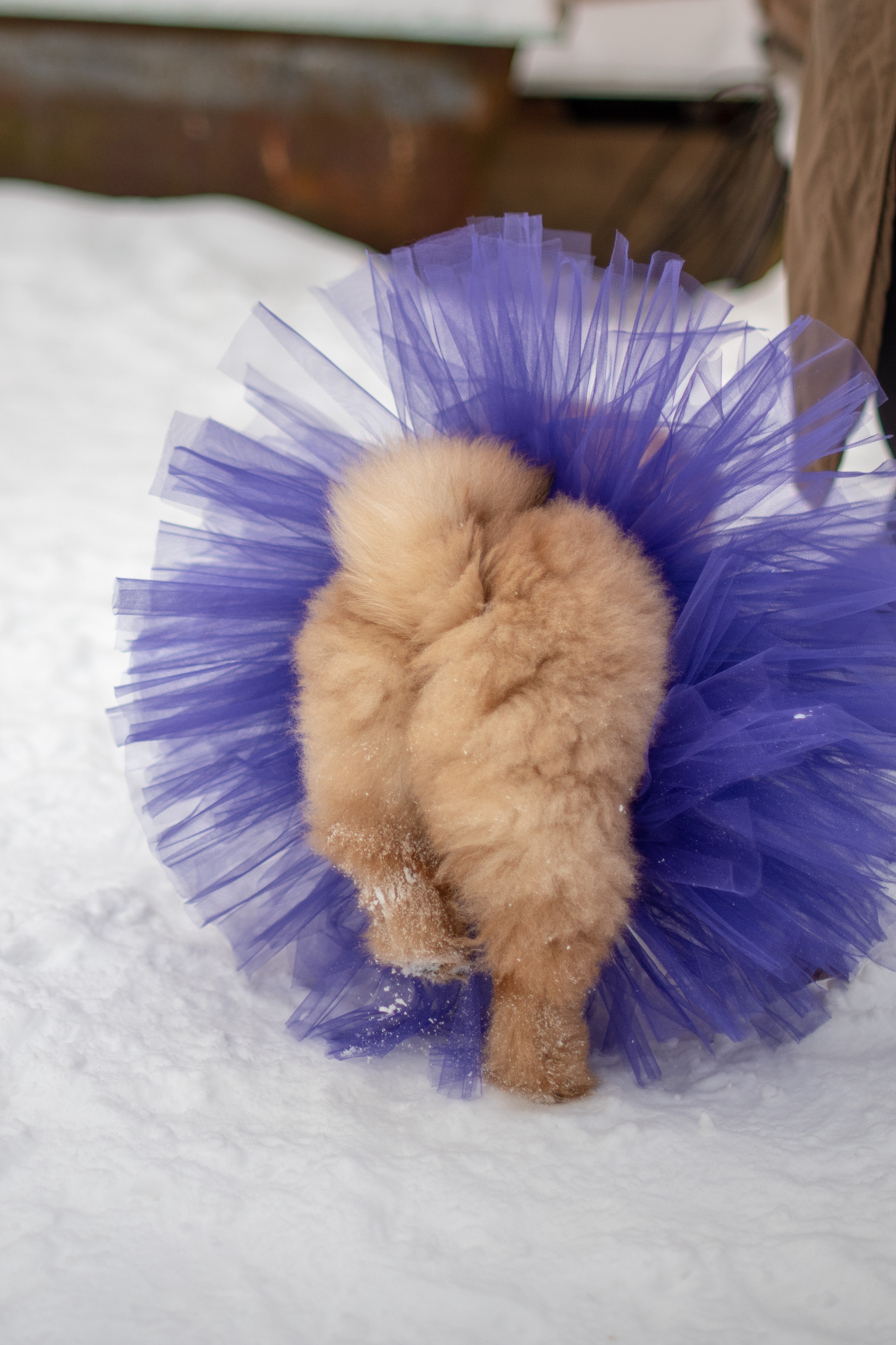 Клото Ефимия