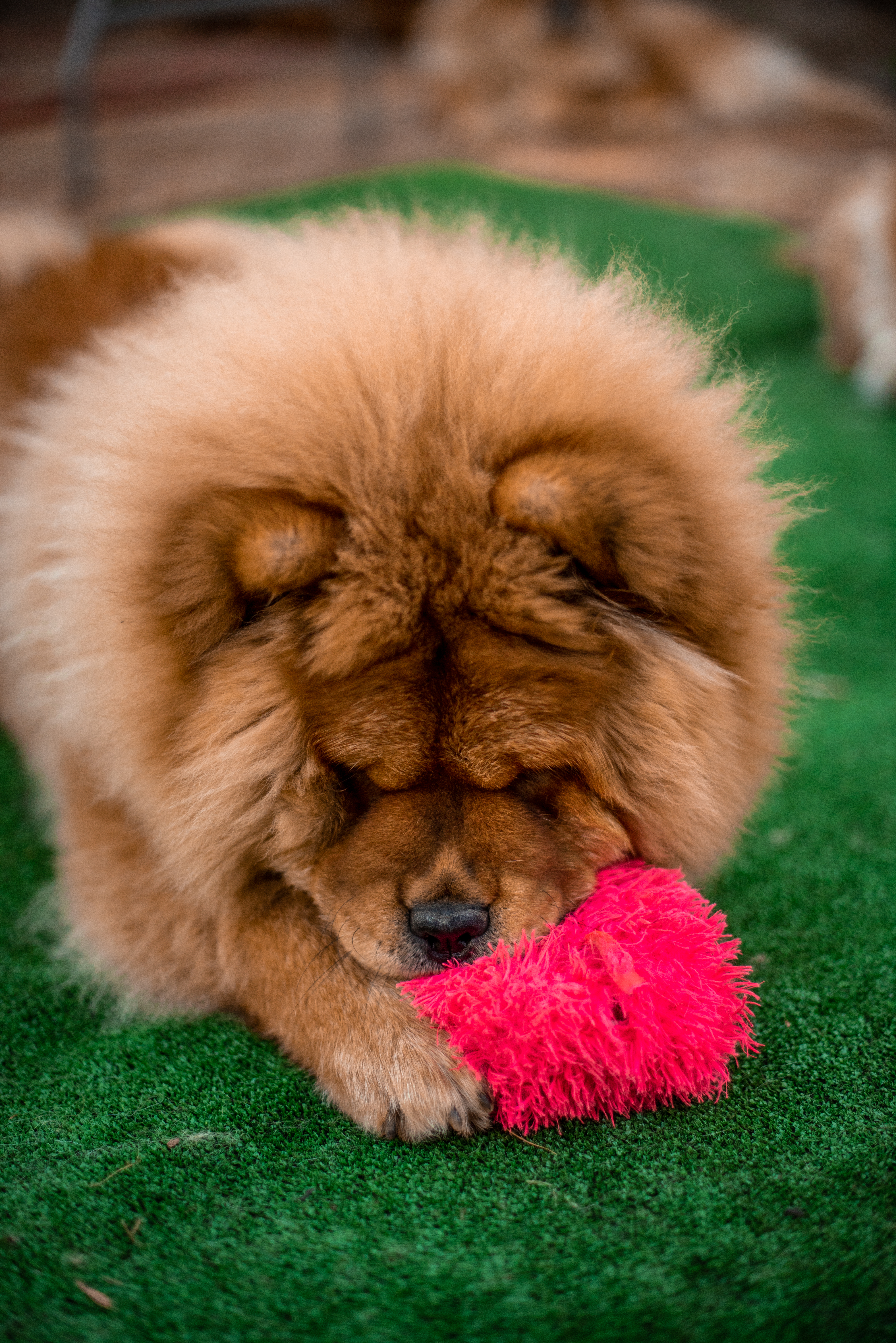 Клото Ефимия 6 месяцев