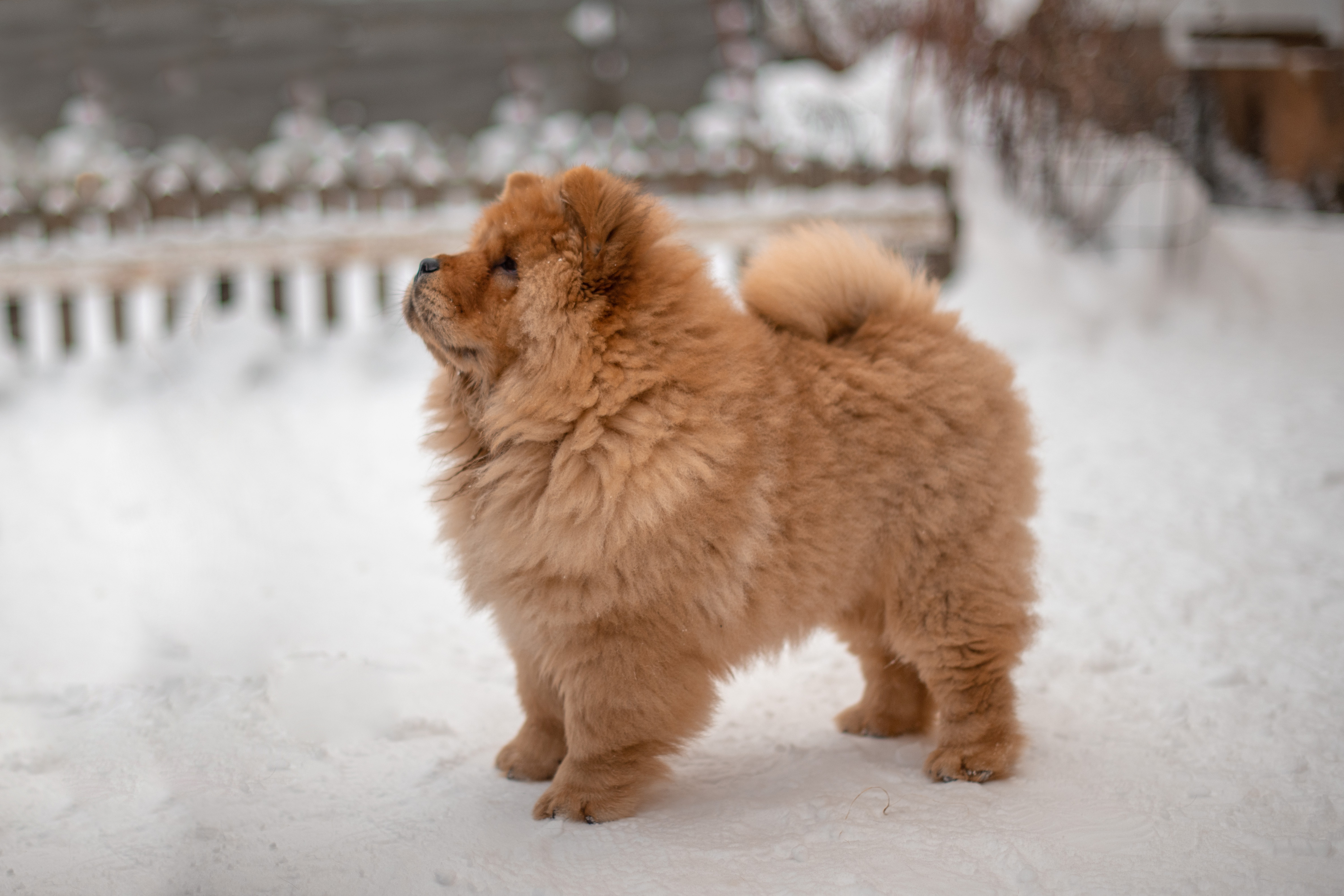 Клото Ефимия