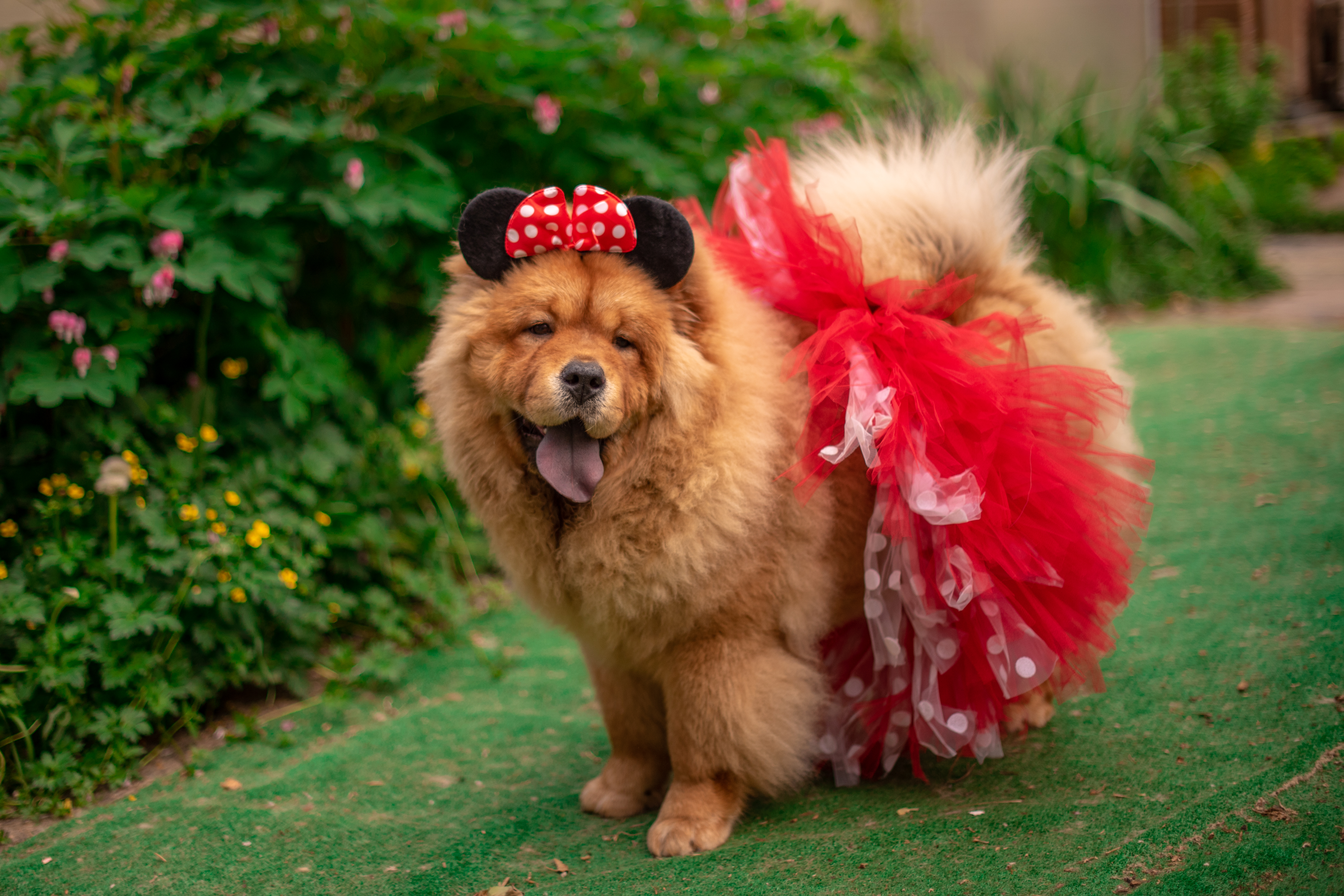 Клото Ефимия