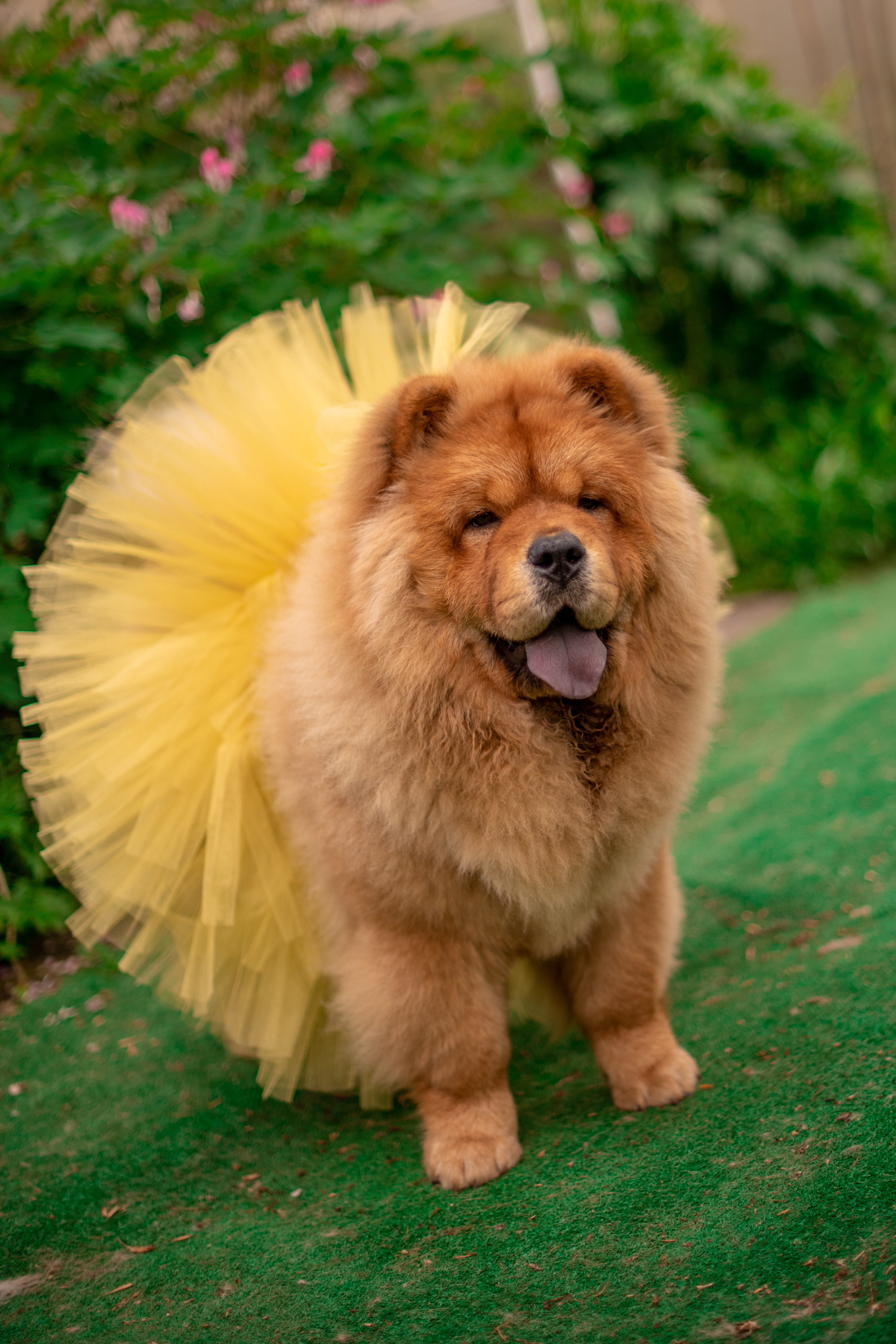 Клото Ефимия