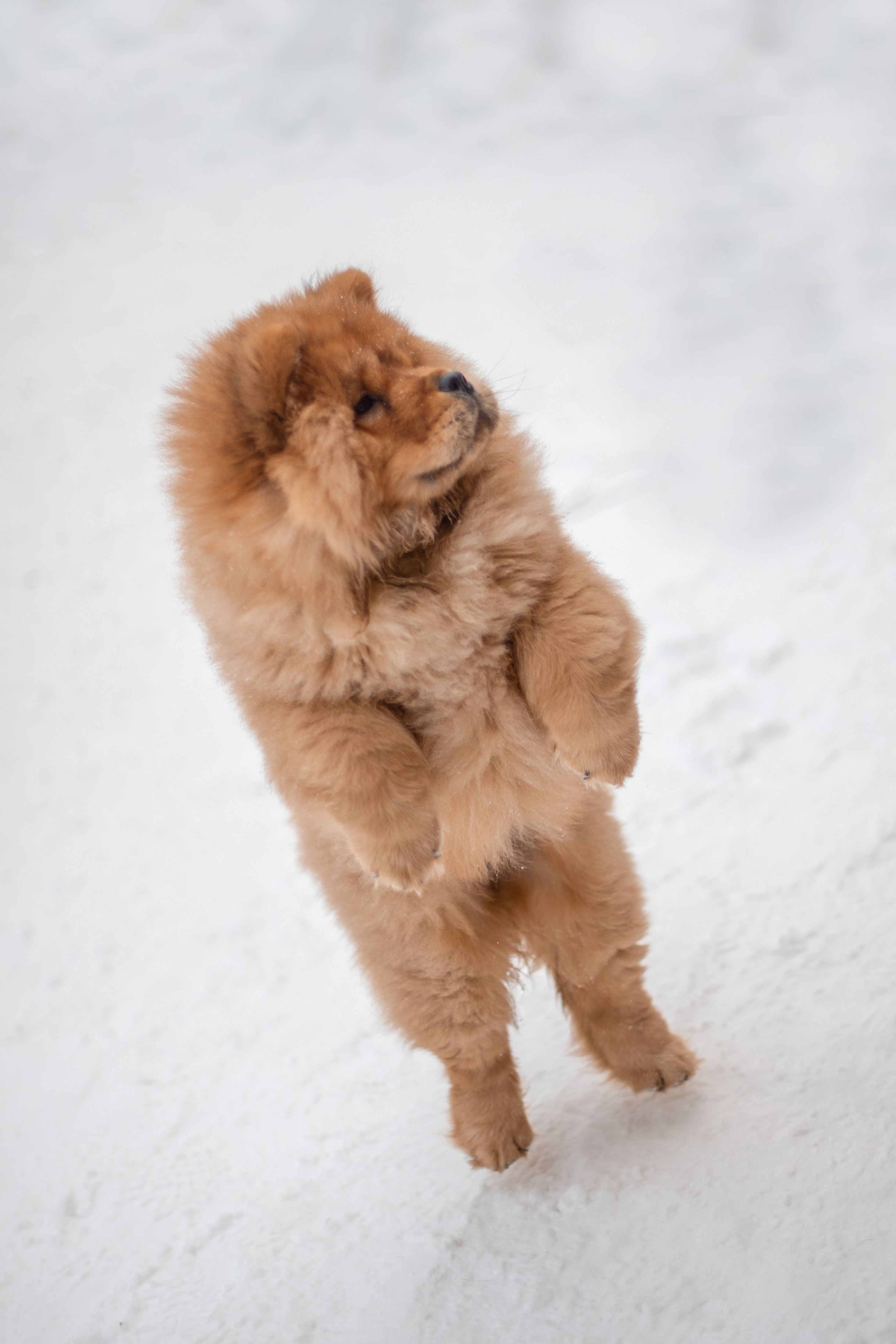 Клото Ефимия