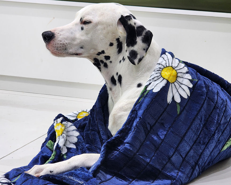 Dalmatian dog snuggled in a daisy-printed blue blanket
