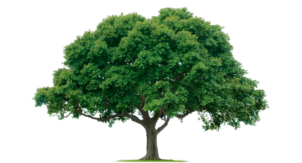 Justin's Dallas Tree Service - WE SERVICE THE FOLLOWING DALLAS COUNTY CITIES Addison, BalchSprings, Carrollton, CedarHill, CockrellHill, Combine, Coppell, Dallas, DeSoto, Duncanville, Farmers Branch, Garland, Grand Prairie, Glenn, Heights, Highland , Park, Hutchins Irving, Lancaster, Mesquite, Richardson, Rowlett, Sachse, Seagoville, Sunnyvale, University Park, Wilmer