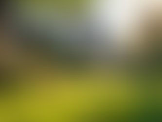 Transform Your Yard with Local Landscaping