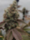 Thumbnail: Modified Melons