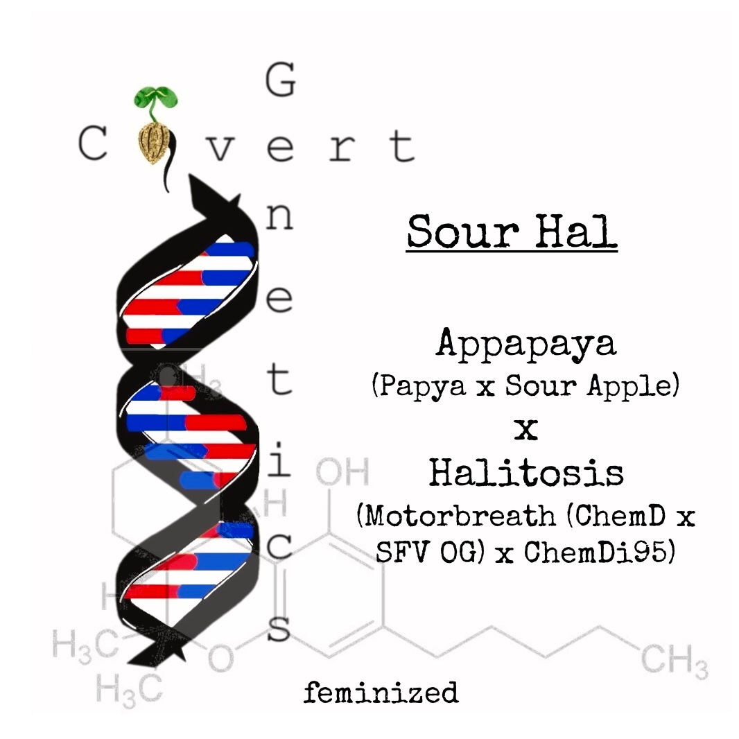 Sour Hal (retired)