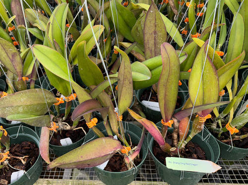 Rlc. Shang Ding Red Dragon | Florida Orchid House