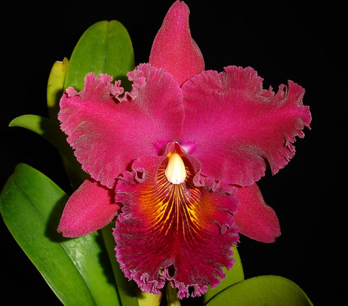 Rlc. Shinfong Unique 'Red Tian Mu' | Florida Orchid House