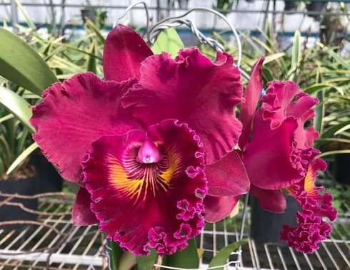 Rlc. Shang Ding Red Dragon | Florida Orchid House