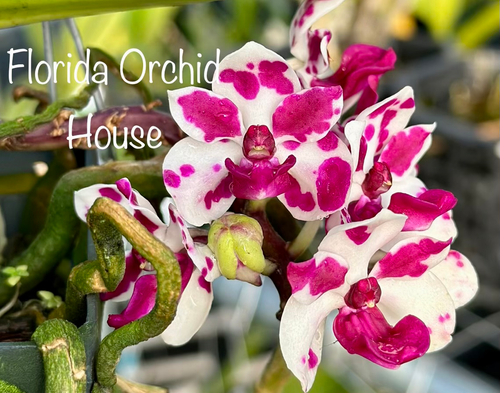 Rhynchostylis gigantea ‘Cartoon’ | Florida Orchid House