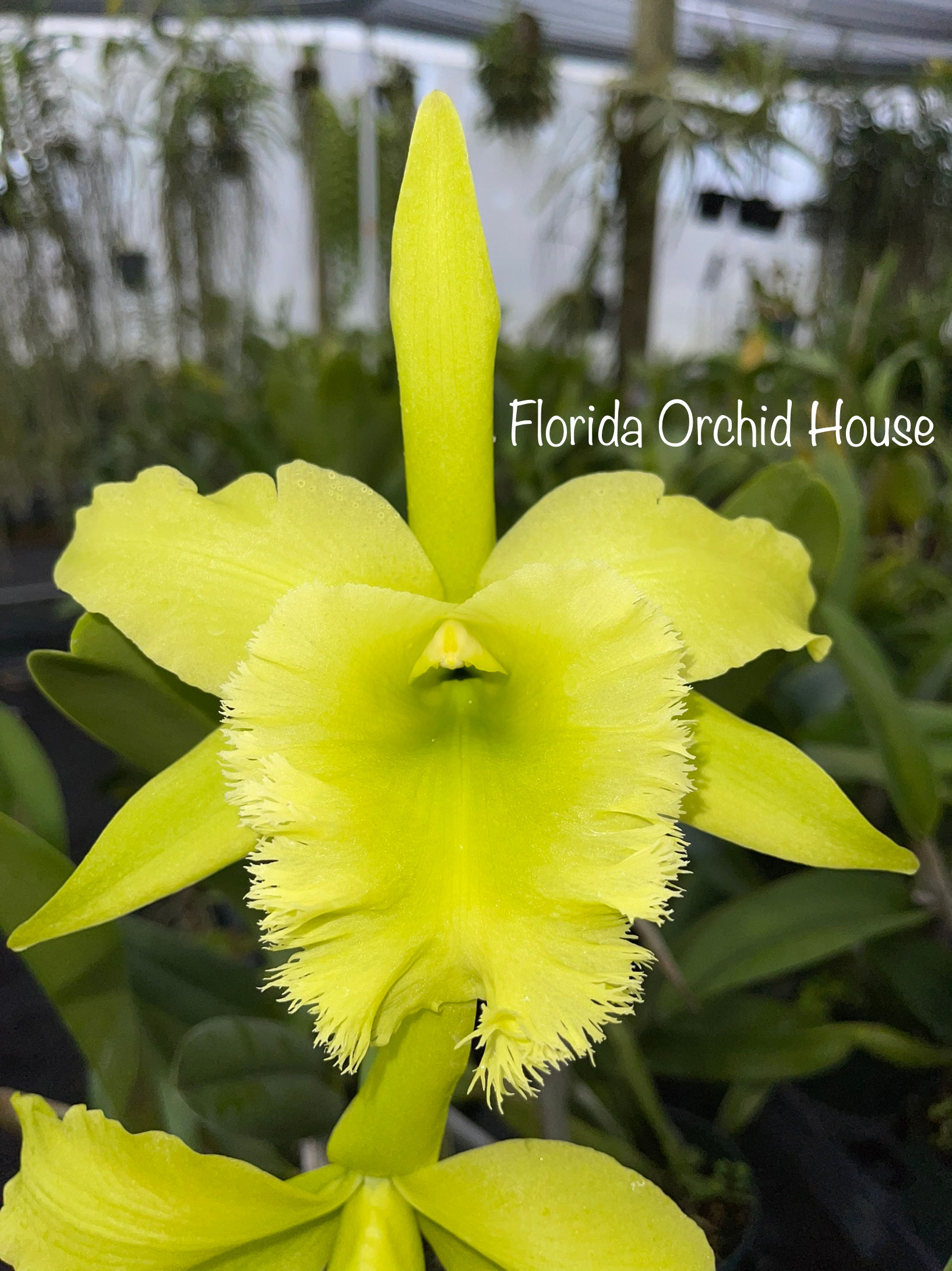 Rlc. Fringe Benefits ‘Green Angel’