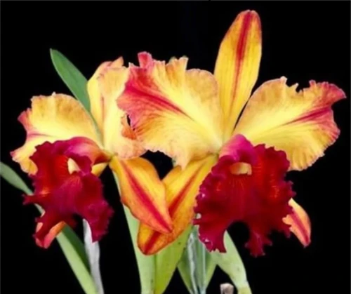 Rlc. Toshie Aoki 'Starburst' | Florida Orchid House