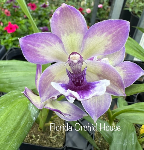 Zygonisia Cynosure 'Blue Birds' | Florida Orchid House
