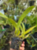Thumbnail: Cattleya dowiana var. aurea