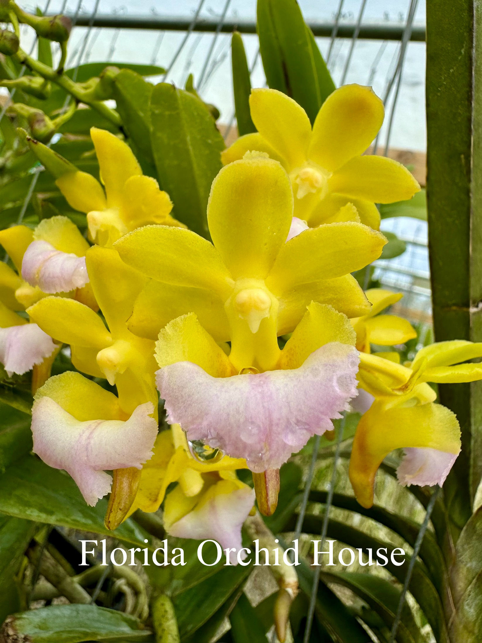 Sample Flowers & Plant