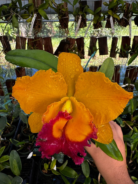 Rlc. Yen Golden Sensation 'Golden Pig' | Florida Orchid House