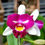 Thumbnail: Sample Flowers & Plant