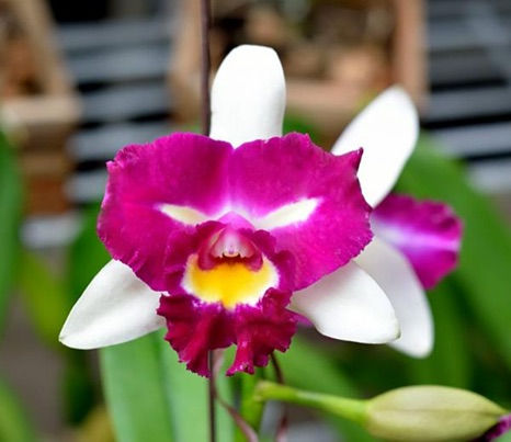 Sample Flowers & Plant