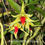 Thumbnail: Sample Flowers & Plant