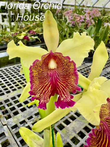 Cattleya dowiana var. aurea | Florida Orchid House