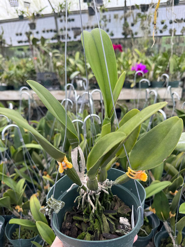 Rlc. NP Gold 'Monkey Butt' | Florida Orchid House