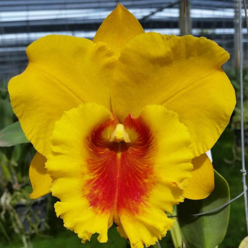 Rlc. NP Gold 'Monkey Butt' | Florida Orchid House