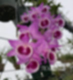 Sample Flowers & Plant