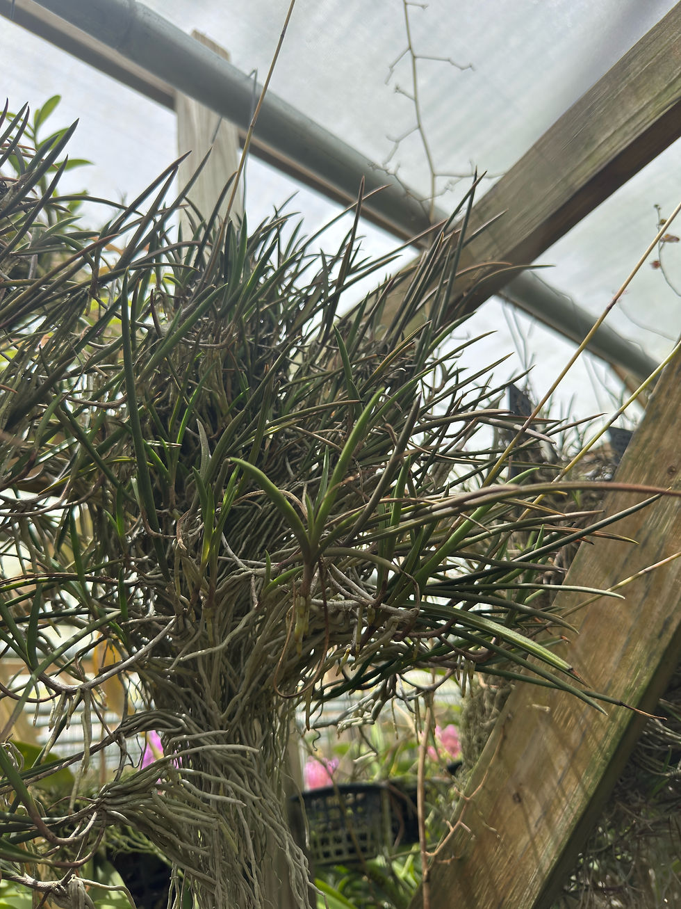 Thumbnail: Tetramicra canaliculata Specimen