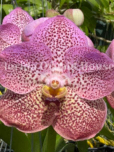 Vanda Perry Como (Pink)