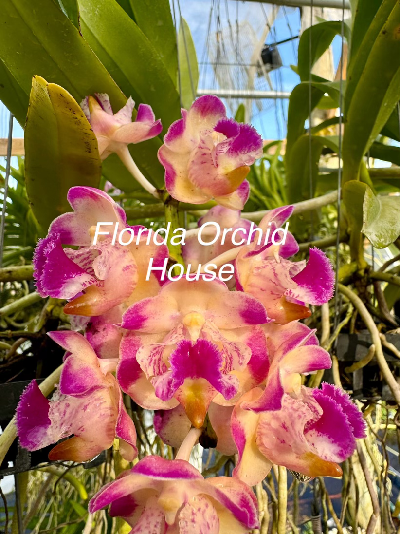 Thumbnail: Vanda Mystic Box - With Flower Spikes
