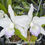 Thumbnail: Sample Flowers & Plant