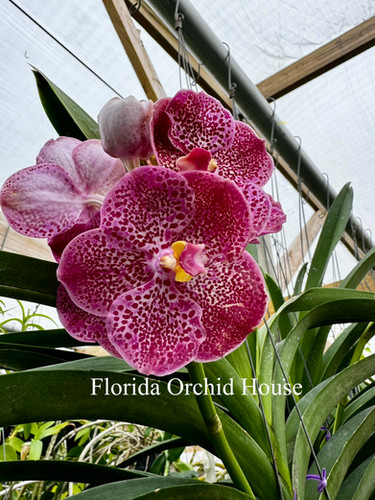 Vanda Uraiwan Belle Pink-Red Spot | Florida Orchid House