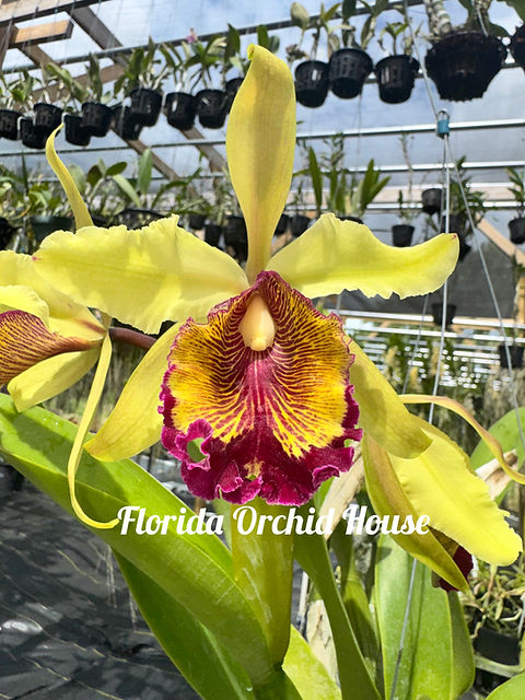 Cattleya dowiana var. aurea Specimen | Florida Orchid House