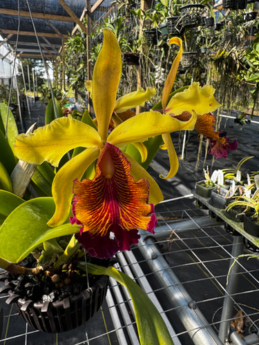 Cattleya dowiana var. aurea Specimen | Florida Orchid House