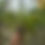 Thumbnail: Rhynchostylis retusa
