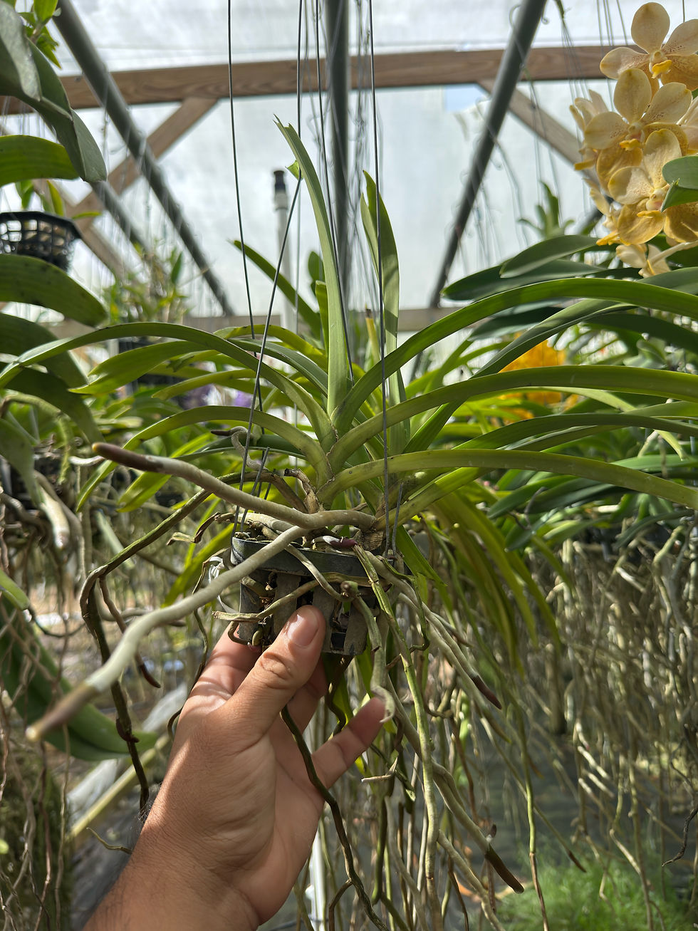 Thumbnail: Rhynchostylis retusa
