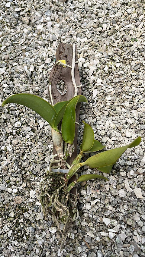 Cattleya nobilior coerulea | Florida Orchid House