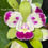 Thumbnail: Sample Flowers & Plant
