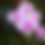 Thumbnail: Sample Flowers & Plant