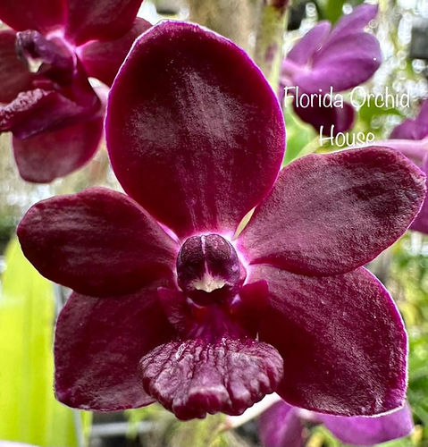 Vanda Colmarie | Florida Orchid House