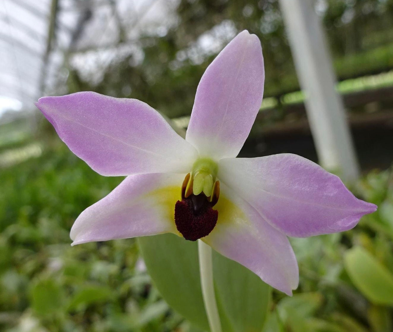 Sample Flowers & Plant