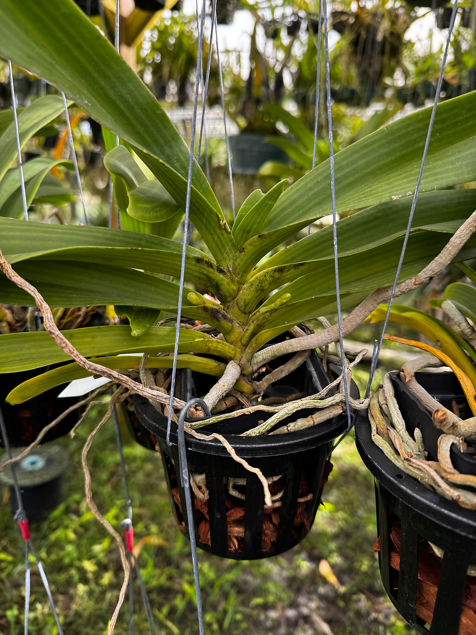 Thumbnail: Rhynchostylis gigantea ‘Yellow x Orange’