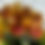 Thumbnail: Sample Flowers & Plant